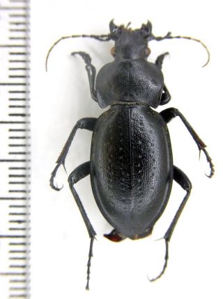 Carabidae Carabus (pachystus) Hungaricus Scythus Se Ukraine