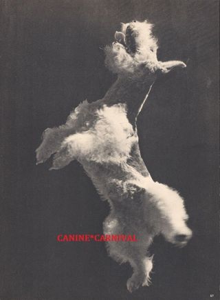 Wire Haired Fox Terrier Dog Happy - Jumping For Joy - Photographed By Ylla 1945