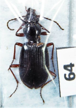 Unmounted Beetle Carabidae Unidentified Species Laos
