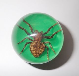 Ghost Spider Specimen 50 Mm Sphere Ball Vechicle Shift Knob On Green Bottom