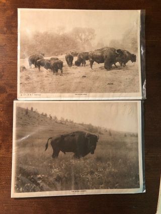 Buffalo Bison Photos 1904 / 1911