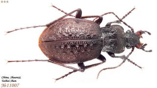 Carabidae Carabus (diocarabus) Shaanxiensis Shaheshang China Shaanxi 17mm