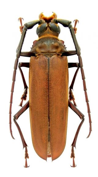 Insect,  Beetles,  Cerambycidae,  Prioninae,  Orthomegas Sp,  57 Mm