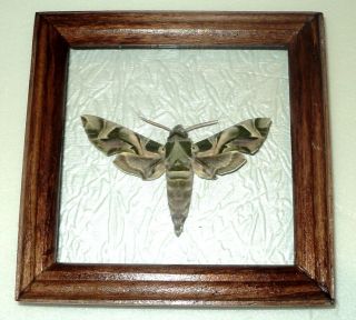 Daphnis Nerii (army Hawk Moth) In A Frame Of Expensive And Wood