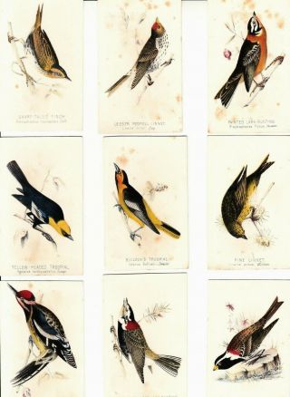 1880s,  Nine Colorful Unmarked Mini Trade Cards Featuring Birds,  Buntings,  Etc.