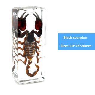 Black Scorpion Lucite In Clear Resin Embedding Real Insect Specimen Educational