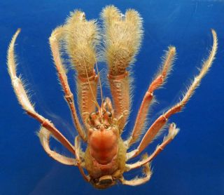 Gems Under The Sea 87277 Hermit Crab,  19 Mm Taxidermy Oddities