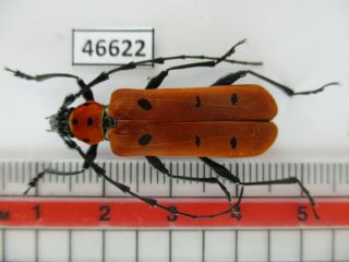 46622.  Cerambycidae: Rosalia Sp.  Vietnam North