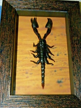 Real Framed Scorpion Moth Butterfly Mounted Art Shadowbox Gift Insect Taxidermy