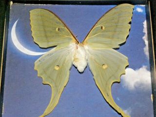 Real Framed Luna Moth Asia Butterfly Mounted Art Shadowbox Gift Insect Taxidermy