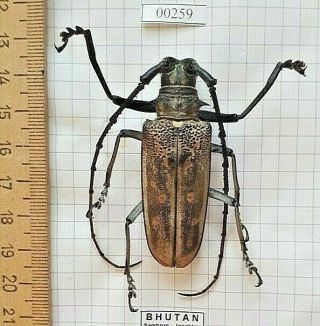 Coleoptera Cerambycidae Cerambycinae Batocera Beetle Entomology Real Insect