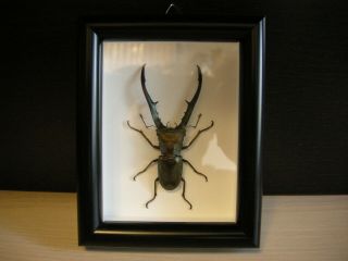 Beetle In Frame - Cyclommatus Metallifer Finae