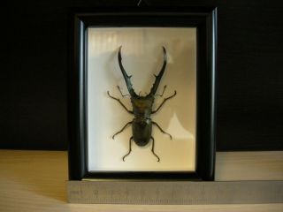 Beetle in frame - Cyclommatus metallifer finae 2