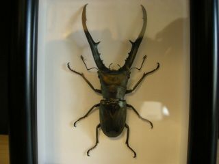 Beetle in frame - Cyclommatus metallifer finae 3