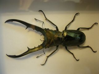 Beetle in frame - Cyclommatus metallifer finae 4