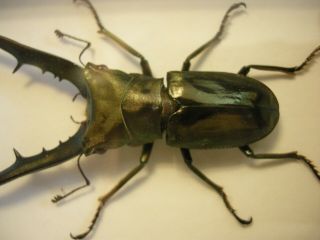 Beetle in frame - Cyclommatus metallifer finae 5