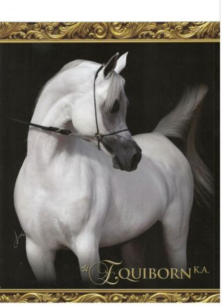 Oversized Arabian Stallion Ad Card " Equiborn K.  A "