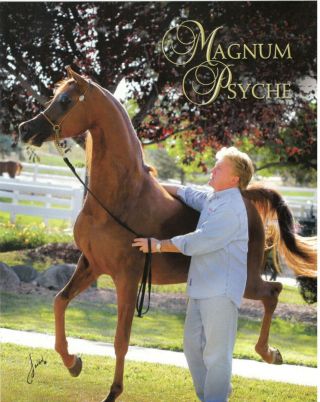 Oversized Arabian Stallion Ad Card " Magnum Psyche "