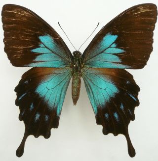 Papilio Ulysses Telegonus Female From Bacan Isl