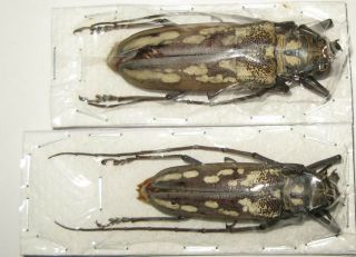 Batocera Lineolata Pair With Male 55mm Female 65mm (cerambycidae)
