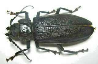 Cerambycidae Prioninae Physopleurus Rugosus 60mm 4 From PerÚ