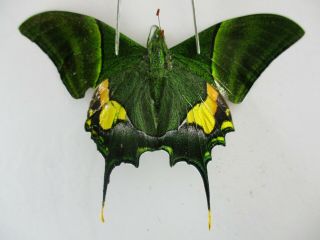 Pa4713.  Unmounted Butterflies: Teinopalpus Imperialis.  North Vietnam.  Ha Giang