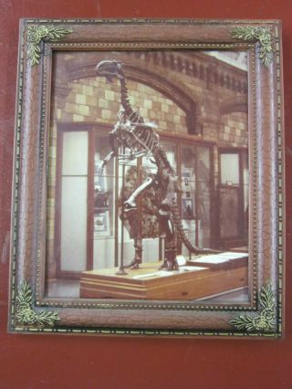 Framed Dinosaur (plateosaurus) Depiction From American Museum Of Natural History