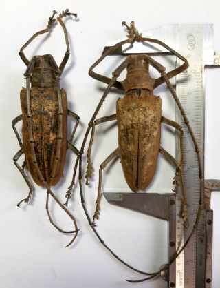 Xlarge Cerambycidae : Batocera Thomae Orcus 1 Pair,  Seram,  Indonesia.