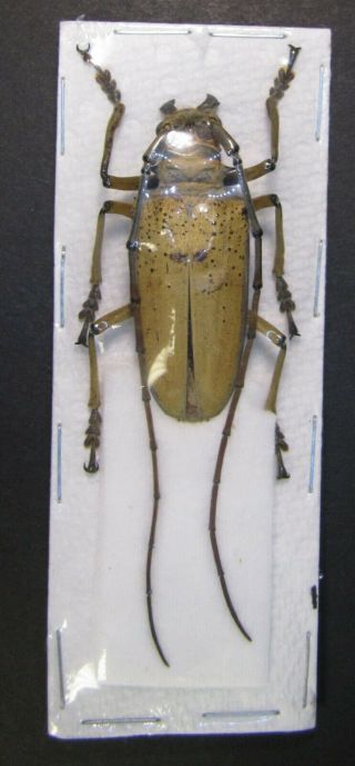 Coleoptera Pair Rosenbergia Mandibularis From Png