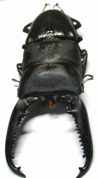 001 Lucanidae: Dorcus Titanus Palawanicus Male 97mm
