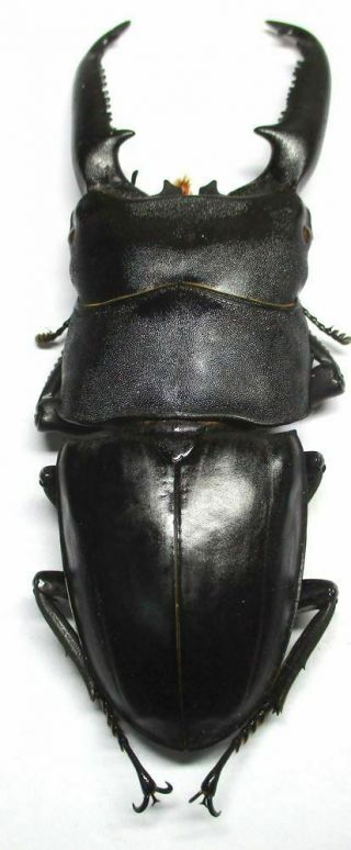 001 Lucanidae: Dorcus titanus palawanicus male 97mm 4