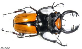 Coleoptera Lucanidae Odontolabis Lacordairei Indonesia Sumatra Male 78mm
