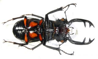 Coleoptera Lucanidae Odontolabis lacordairei Indonesia Sumatra male 78mm 2