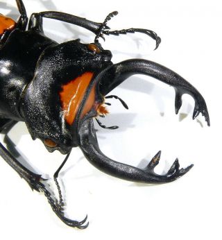 Coleoptera Lucanidae Odontolabis lacordairei Indonesia Sumatra male 78mm 3