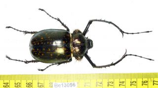 Cheirotonus Euchiridae Long Arm Beetle Real Insect Vietnam Be (13096)
