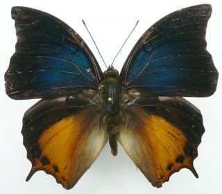 CHARAXES MARS DOHERTI MALE FROM NORTH SULAWESI 2