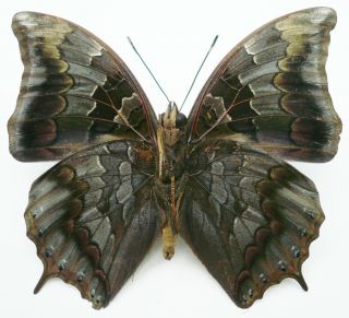 CHARAXES MARS DOHERTI MALE FROM NORTH SULAWESI 3
