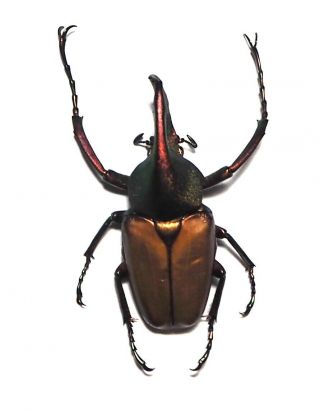 Cetoniidae.  Theodosia Magnifica Bawangensis.  West Kalimantan (35)