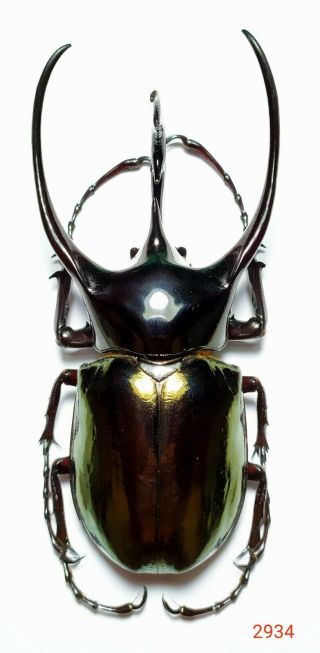1x.  Chalcosoma Caucasus Ssp 110mm From West Java (2934)