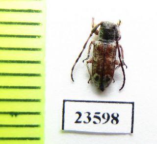Cerambycidae Sp. ,  Malaysia,  Pahang