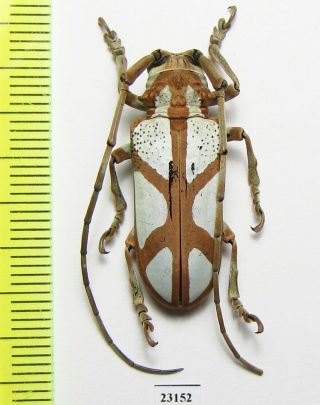 Cerambycidae,  Prosopocera Sp. ,  South Africa Rep.