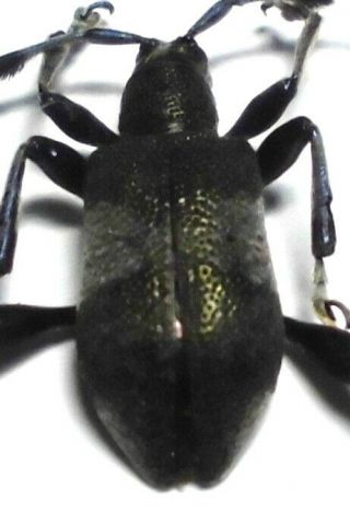 Lamprobityle Rugulata Vives,  Female 11mm Ap144 A - Cerambycidae Beetles