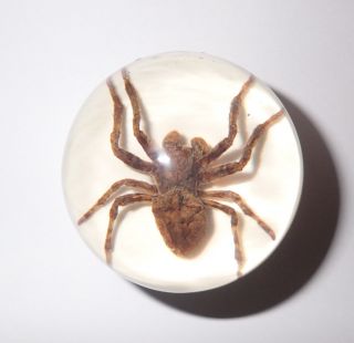 Ghost Spider Specimen 50 Mm Sphere Ball Vechicle Shift Knob On White Bottom