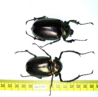 Be1711 Cheirotonus Euchiridae Long Arm Beetle Real Insect Vietnam