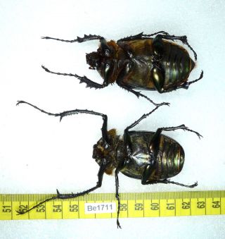 Be1711 Cheirotonus Euchiridae Long Arm Beetle Real Insect Vietnam 2