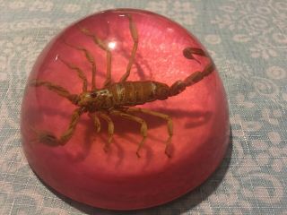 Vintage Real Scorpion Insect In Clear Lucite Dome Paperweight Specimen 3 5/8”