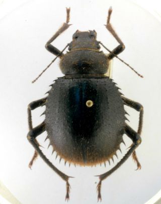 Coleoptera Beetles Tenebrionidae Prionotheca Coronata