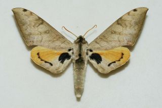 Sphingidae - Pseudoclanis Occidentalis - Male - Africa