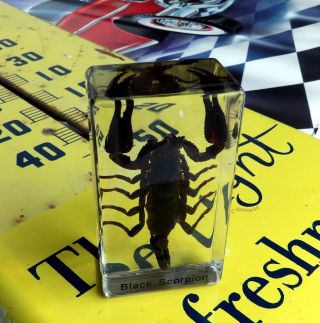 Real Insect Paperweight - Black Scorpion