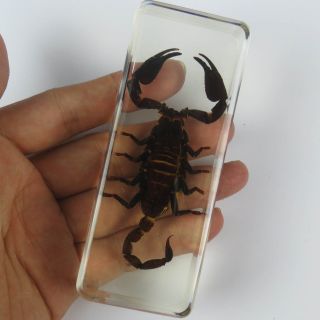 Lucite Insect Specimen - Large Black Scorpion (asian Forest Scorpion) 110 43 Mm